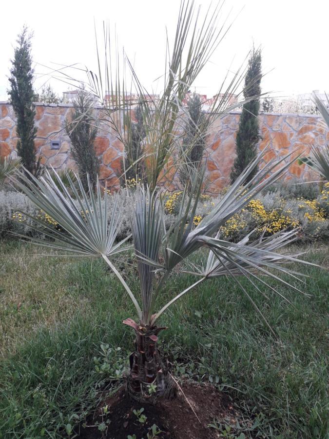 Palm Paradise Стобреч Екстер'єр фото